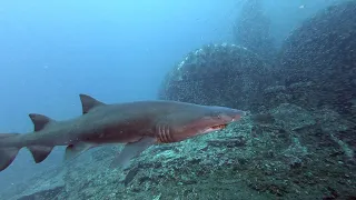 Part 3. Diving the Caribsea shipwreck with sand tiger sharks