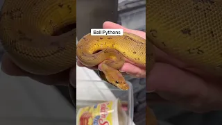 Corn Snake vs Ball Python: What Makes A Better Pet? 🤔🐍