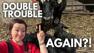 another set of twins already?! | Calving Season 2024 Vlog | Day in the life of a 27 year old farmer