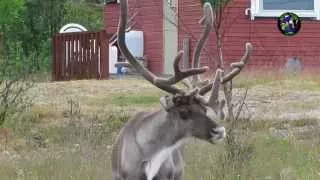 Los renos de Papá Noel en Laponia - Santa Claus - San Nicolas - Rovaniemi