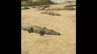 Bazoule crocodiles