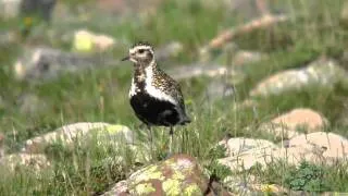 Goldregenpfeifer - Pluvier doré - Golden Plover