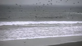 Birds-Ocean-Beach
