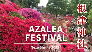 東京  根津神社 文京つつじまつり【20220424】BUNKYO AZALEA FESTIVAL IN NEZU SHRINE