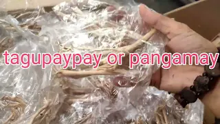 Bertud ng kahoy ng tagupaypay or pangamay pampaswerte #pampaswerte #moneymagnet #money #charm