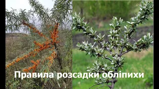 How to plant sea buckthorn correctly?