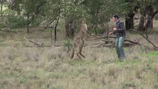 Нереально смешно! Мужик ударил кенгуру, чтобы освободить пса! man hit a kangaroo