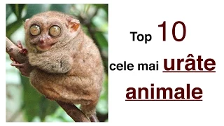 Top 10 cele mai urâte animale
