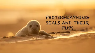 PHOTOGRAPHING SEAL PUPS with the CANON 1DX MARK II