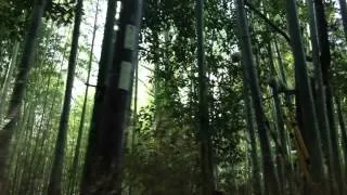 京都嵐山 嵯峨野を散策