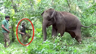 This innocent young elephant was critically injured by eaten Hakka Patas| Best wild Animal Treatment