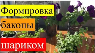 Как формировать бакопу