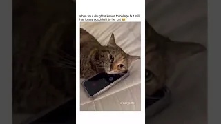 Funny animal videos I found on Instagram and Tiktok #shorts