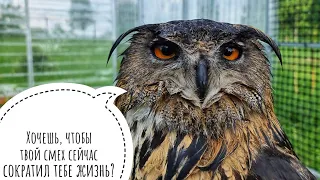 Eagle Owl Yoll experienced the power of a tropical downpour and broke its uhu-machine