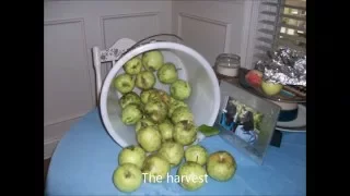 Grafting apples