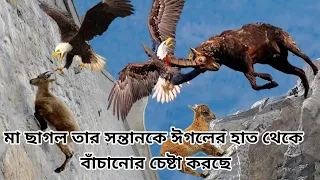 Tragedy   a mother mountain goat trying to save her child from an eagle   the most dangerous killer