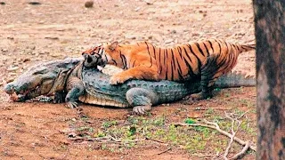 Тигр в Деле! Тигр Против Крокодила, Медведя, Льва и Слона