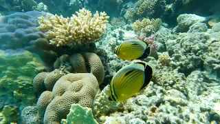 Diving in the Red Sea. Tauchen im Roten Meer. Дайвинг Египет 2024