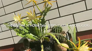 Эпифиллум угловатый (Epiphyllum anguliger)