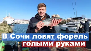 Форель кишит в Черном море. Жители Сочи ловят буквально голыми руками