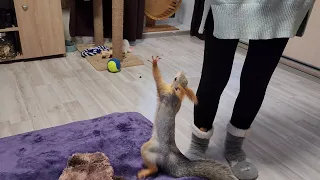 Белочка тянется за орешками! 🤭 The squirrel is reaching for the nuts