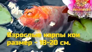 Карпы кои 18 20 см - красивые и энергичные рыбы для садового водоёма, разнообразный окрас