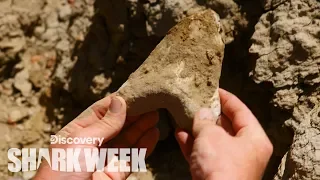 Megalodon Tooth Found in the Desert | Shark Week