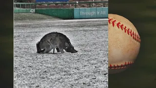 Interesting creature spotted at a snow-covered Isotopes Park