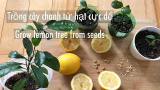 🇨🇦 Grow lemon tree from seeds at home [ENG SUB] | Cách trồng cây chanh từ hạt tại nhà