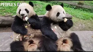Bamboo tastes better while eating with friends. #Panda
