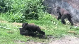 Jiu Jitsu Session - Two Baby Gorillas Using Brazilian Jiu Jitsu To Play