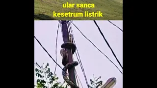 ULAR SANCA KESETRUM LISTRIK 😯😯#shorts #shortsfeed #ularsanca #viral