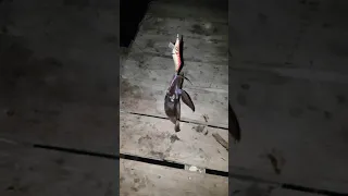 Squid fishing