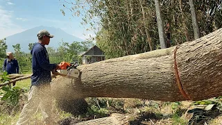 Stihl ms881 & Husqvarna 395xp chainsaw !! Cut down 2 trees until night.
