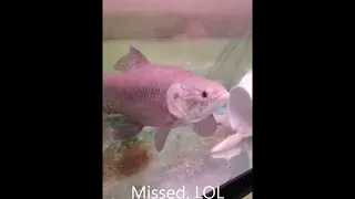 Wolf Fish Feeding_1