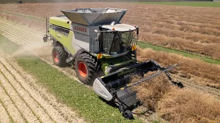 Harvesting Rapeseed w/ Claas Lexion 8700