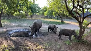 All the rhinos try to get into the mud bath at once