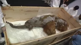 Woolly mammoth arrives in Japan from Russia