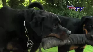 Rottweiler: Informationen zur Rasse