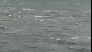new sighting Loch Ness Monster