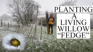 My Dream Smallholding: Planting a living Willow "fedge" - Super warm day :')