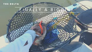 CA Delta Bass Fishing ... Biggest Bass this year!