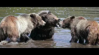 Grizzly Bear 399 & Cubs Play in a Pond-5K-Wildlife Photography-Jackson/Grand Teton Park/Yellowstone