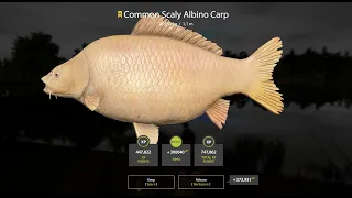 Russian Fishing 4 | Trophy Common Scaly Albino Carp