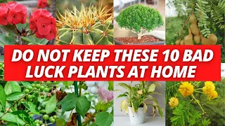 Do not keep these 10 bad luck plants at home