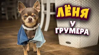 Лёня у грумера