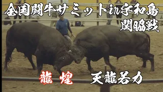 １トンの衝撃！！全国闘牛サミット in 宇和島 天龍若力 vs 龍煌