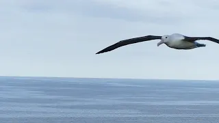 Royal Albatross soaring past viewpoint, Slow Motion Clip, Otago peninsula, New Zealand