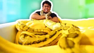 GIANT SNAKE BATH CHALLENGE!