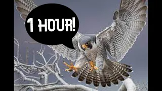 Hej sokoły (Hey Falcons) 1 hour version!